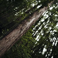 杉林に堂々と生える一本の杉の木の写真