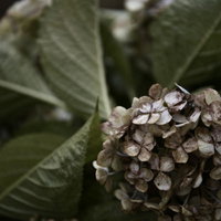 梅雨の終わりに茶色く枯れ往くアジサイの花の写真