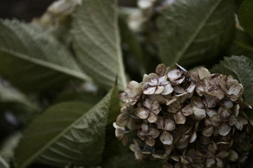梅雨の終わりに茶色く枯れ往くアジサイの花