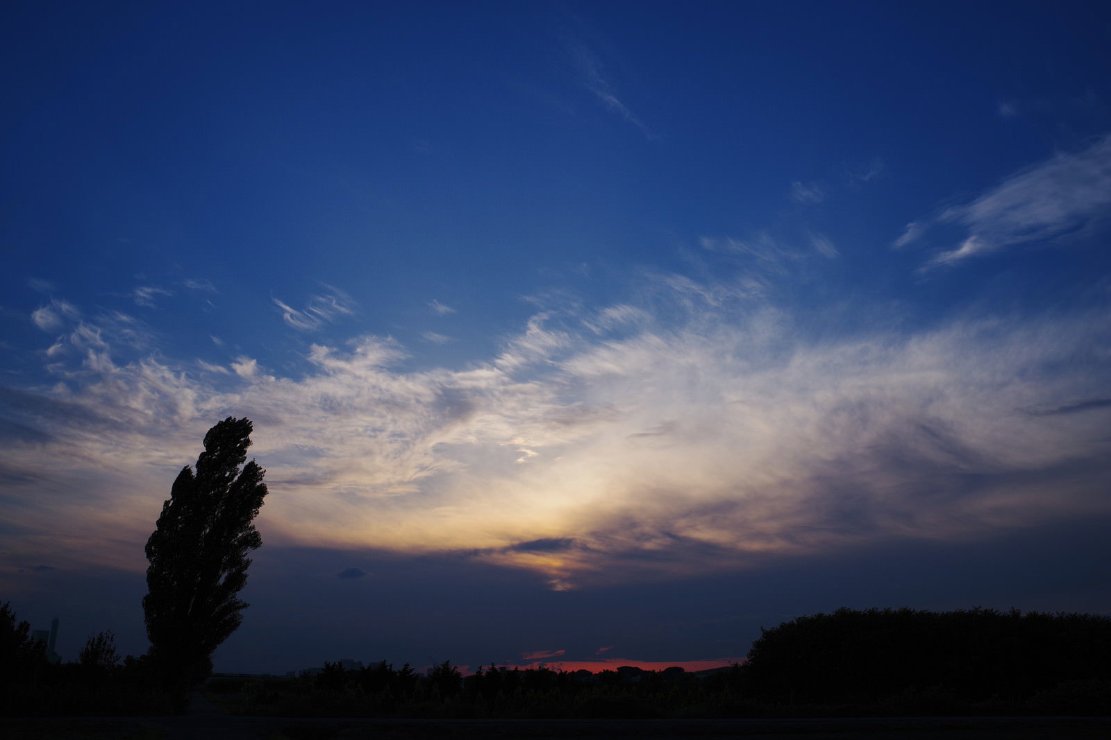 夕焼け空に映える木のシルエットが美しい黄昏の風景