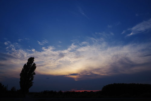 梅雨時期の夕焼け空に映るシンボルツリーのシルエット