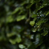 水が滴る壁に張り付いた苔と水滴の写真