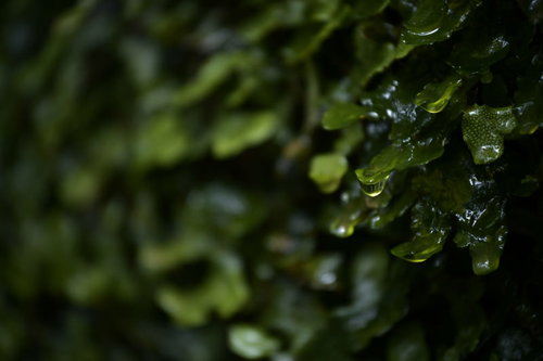 水が滴る壁に張り付いた苔と水滴