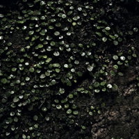 水が滴る壁に生い茂る苔、ジメジメした湿気の中での風景の写真