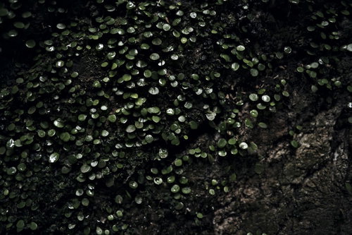 水が滴る壁に生い茂る苔、ジメジメした湿気の中での風景