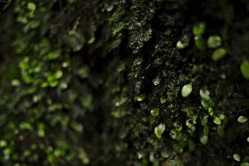 水を蓄えたコケの湿った表情 - 緑色の苔に付着した無数の水滴