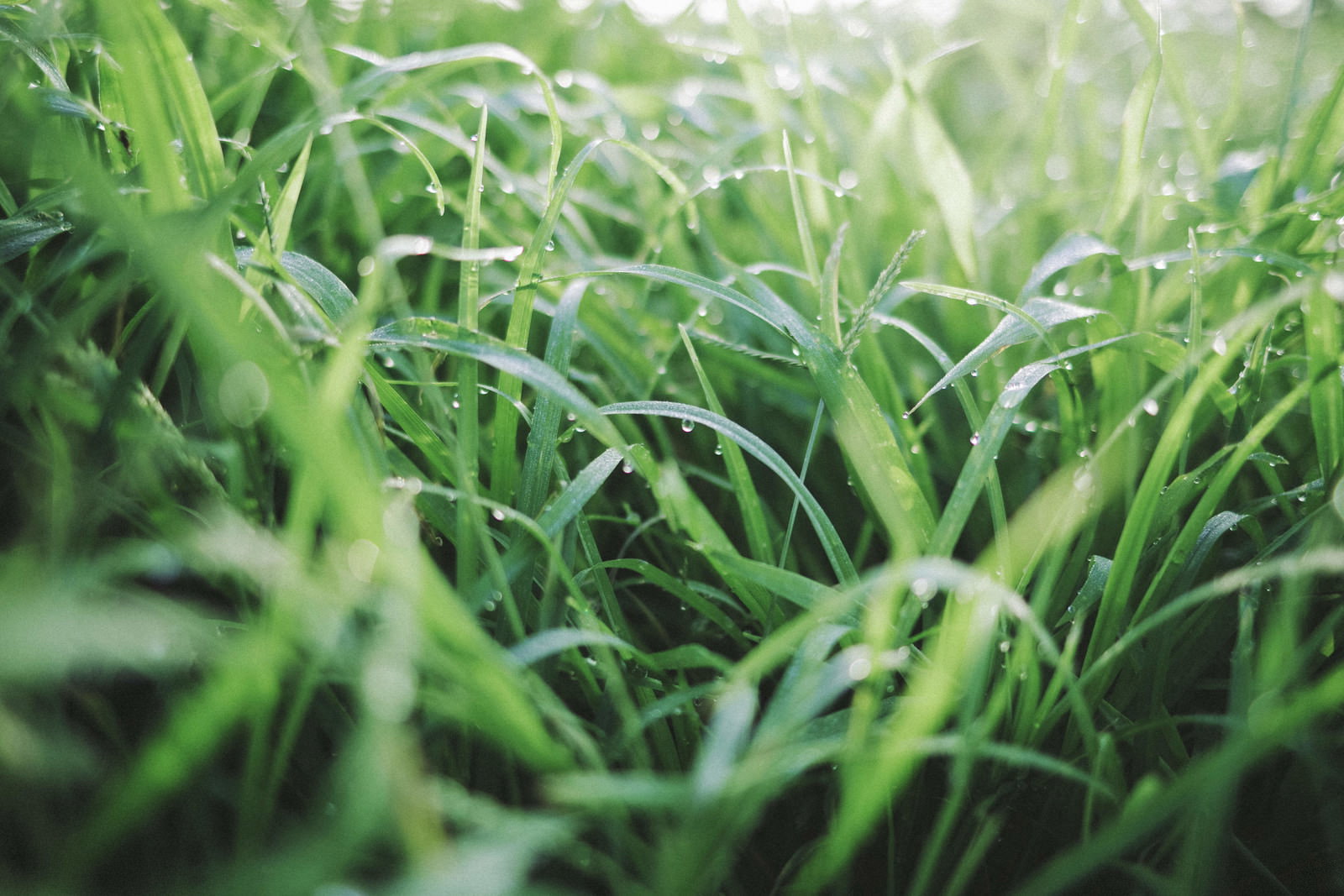 草の葉に残る水滴（雨上がり）