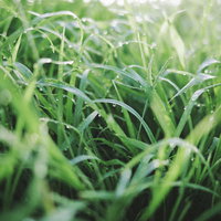 草の葉に残る水滴（雨上がり）の写真