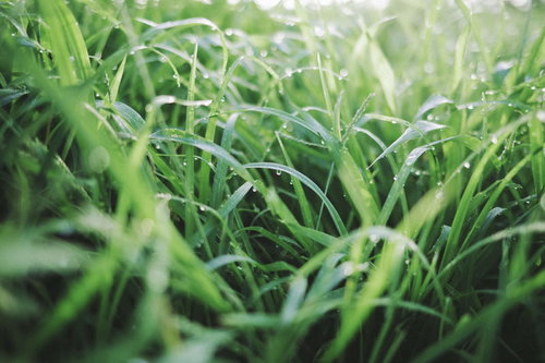 水滴踊る緑の草と雨粒：朝露が光に輝く自然のマクロ