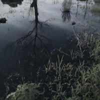 湿地帯の静かな水面に映る立ち枯れの木の写真