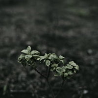 漆黒の地面に浮かび上がる艶やかな若葉の成長の写真