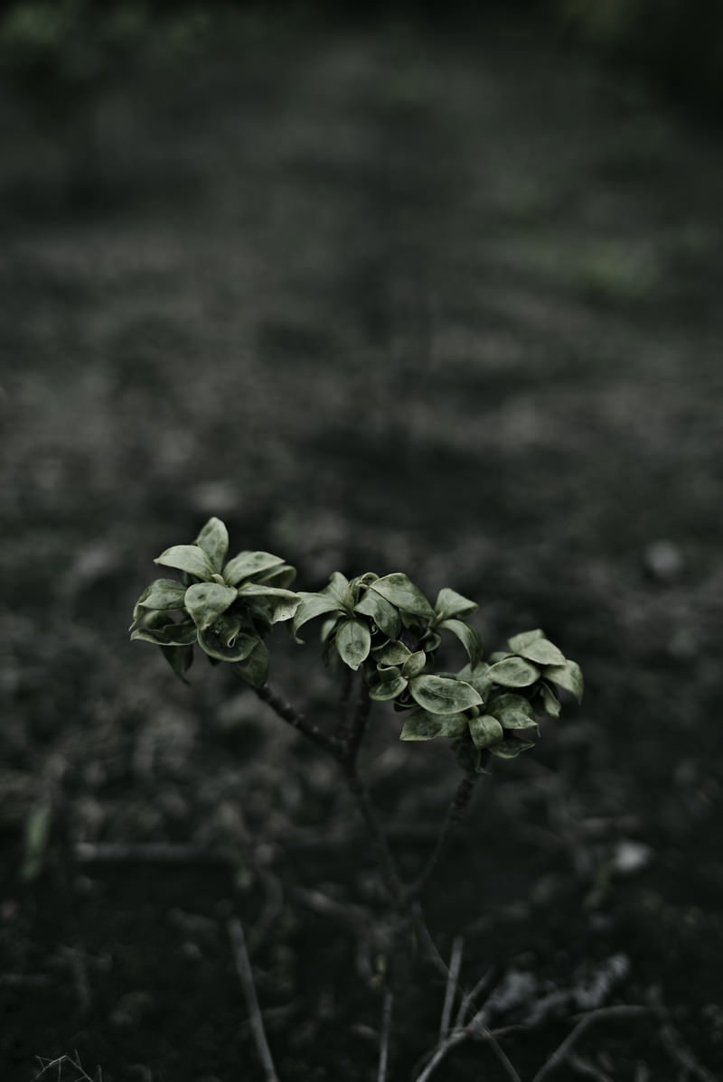 Glossy green young leaves emerging from the dark ground
