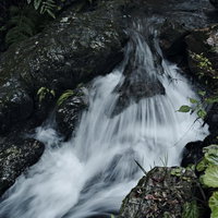 緑のシダに囲まれた田舎の小さな渓流の滝と水流の写真