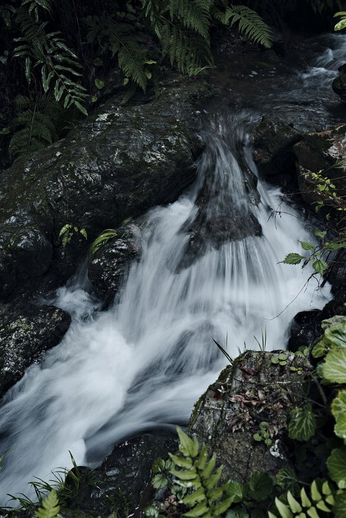 緑のシダに囲まれた田舎の小さな渓流の滝と水流