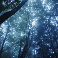 緑と青の光が交差する霧の森の木漏れ日と朝靄の写真