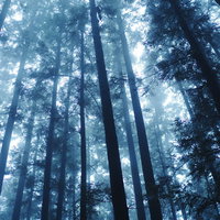 緑の光が降り注ぐ杉林の朝霧の中での風景の写真