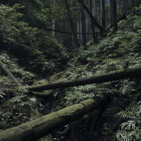 苔むした倒木が続く薄暗い杉林の風景の写真