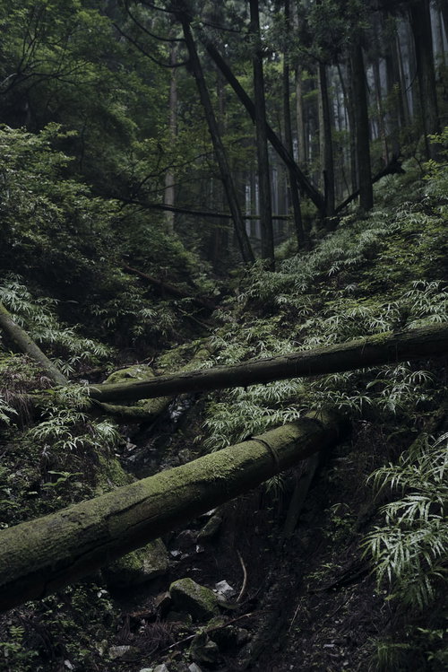苔むした倒木が続く薄暗い杉林の風景