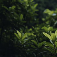 緑の葉に一滴だけ着いた透明な雫のマクロの写真