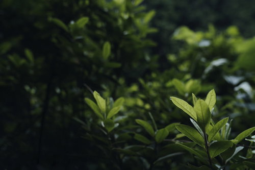 緑の葉に一滴だけ着いた透明な雫のマクロ