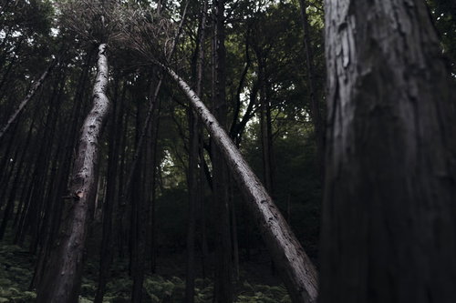 金属光沢を放つ杉の倒木と杉林の森林風景