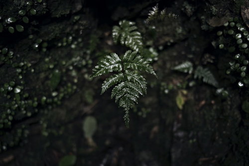 暗闇に浮かぶ金属質な光沢を放つシダの葉と林床の自然風景