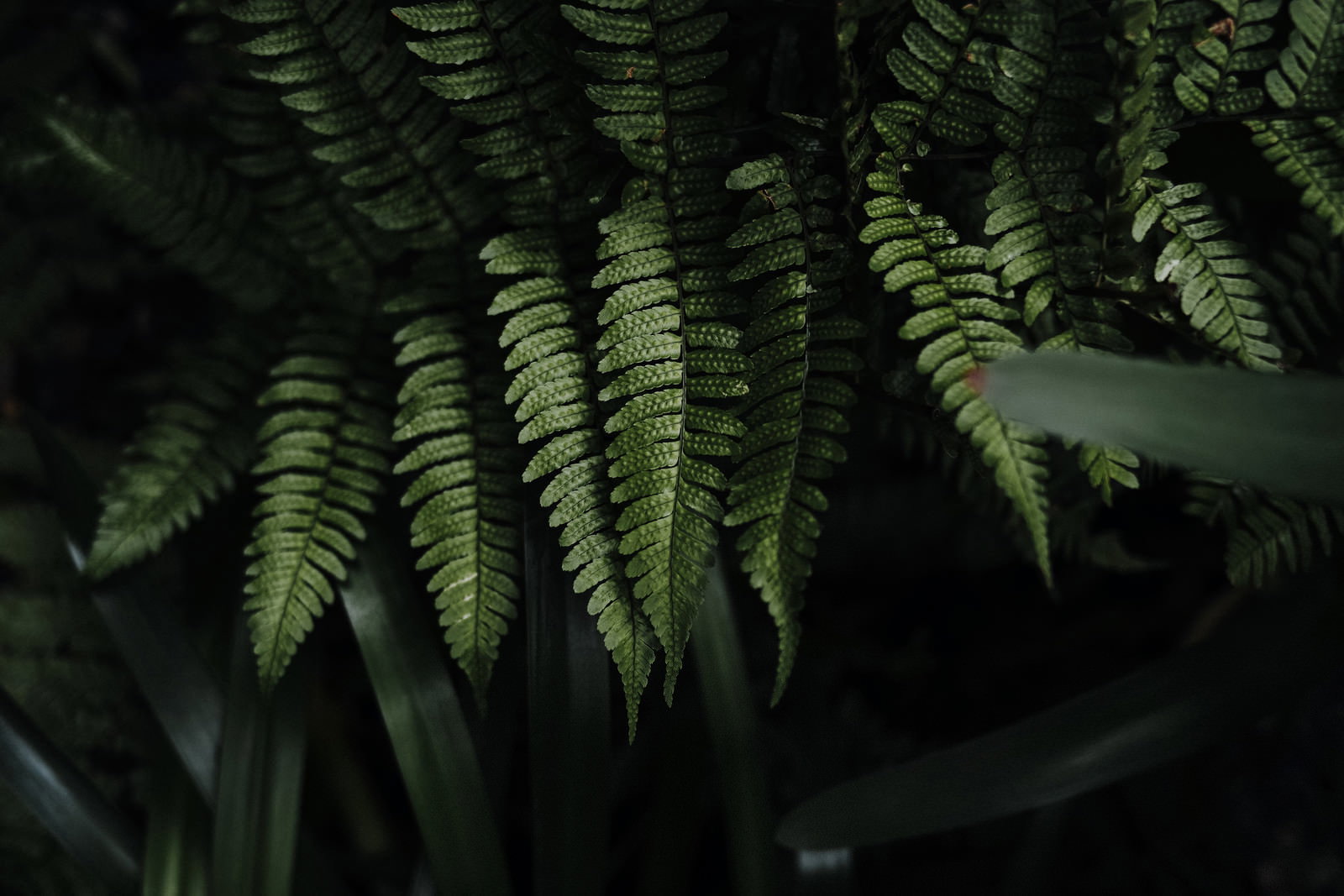 シダ植物の葉を接写したクローズアップ