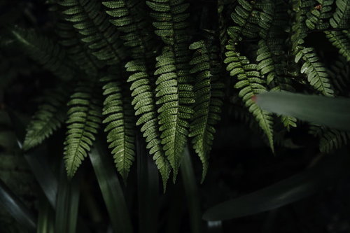 暗い背景に映える金属質な光沢を見せるシダの葉
