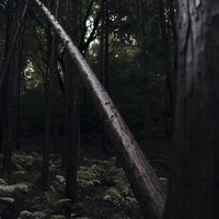 森の中で銀の光沢を放つ倒れた杉の幹と杉林の風景の写真