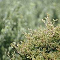 雨に濡れる若木の新芽と雨粒の写真