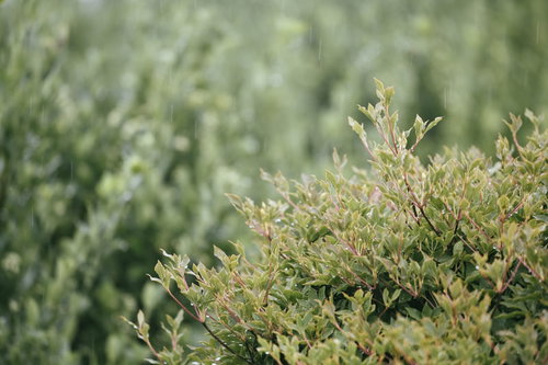 雨に濡れる若木の新芽と雨粒