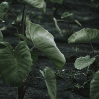 雨粒をはじく里芋の大きな葉の撥水特性の写真