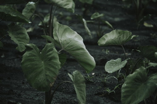 雨粒をはじく里芋の大きな葉の撥水特性