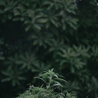 雨粒が付いた雑草のクローズアップの写真