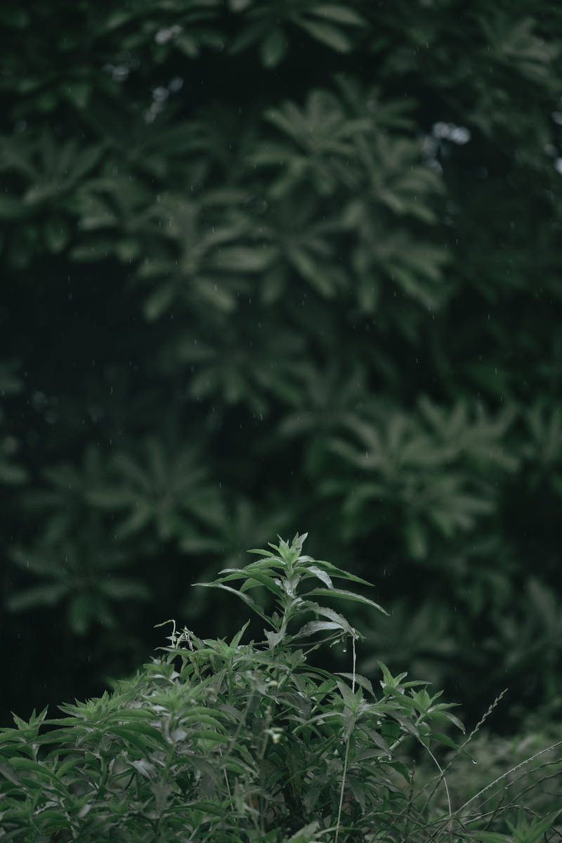 雨粒が付いた雑草のクローズアップ