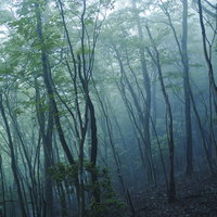 霧の中に立つ広葉樹の林の写真