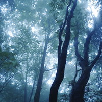 霧に照らされる若葉と森の木々の写真