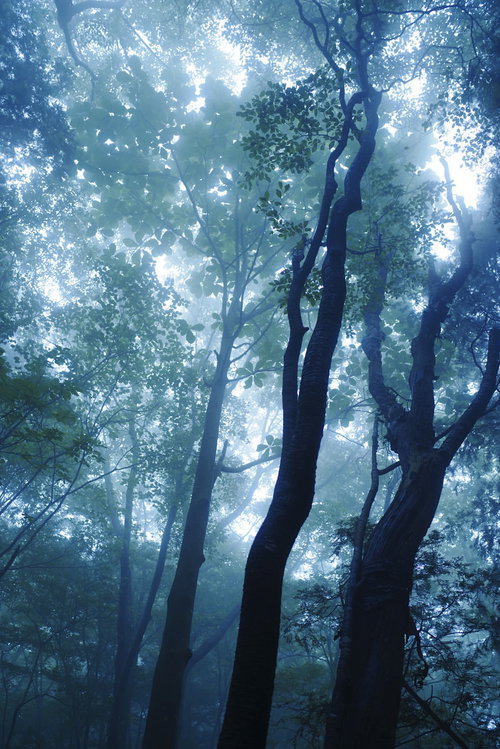 霧に照らされる若葉と森の木々