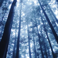 朝霧に包まれた杉林に青い光が降り注ぐ朝の風景の写真