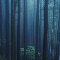 朝霧の麓で光る杉林の若木の写真