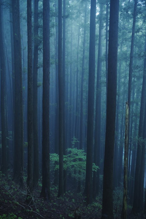 朝霧の麓で光る杉林の若木