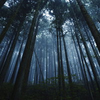 朝霧に包まれる杉林の森 - 早朝の静寂の中で霧に浮かぶ杉の幹の写真