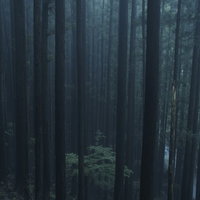 朝靄に包まれた杉林の若木と柔らかな朝日が差し込む静寂の森の写真