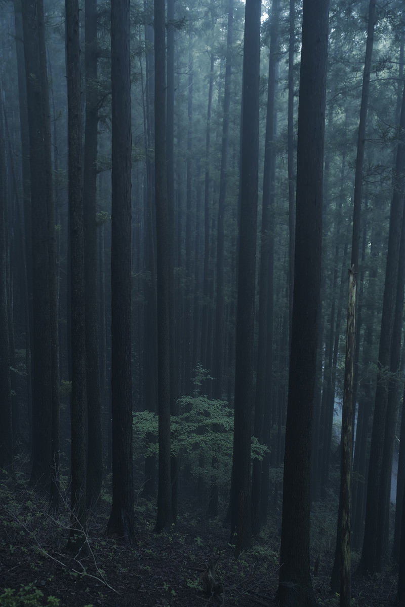 朝靄の中に杉の幹が並ぶ杉林