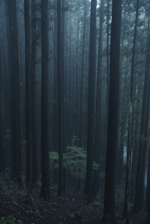 朝靄に包まれた杉林の若木と柔らかな朝日が差し込む静寂の森