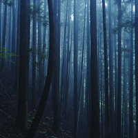 朝霧につつまれた青い杉林の写真