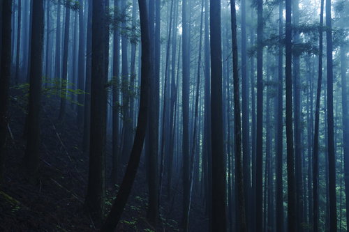 朝霧に包まれた静寂の青い杉林で立ち並ぶ杉の樹幹
