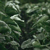 風雨にさらされる里芋畑の葉の写真