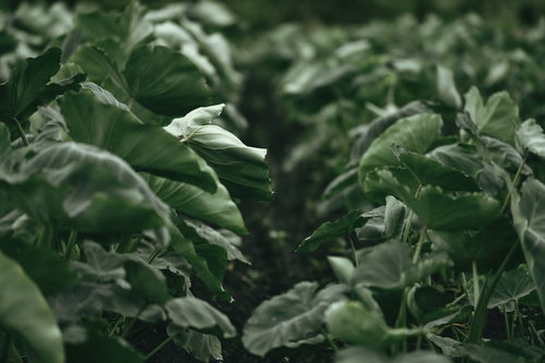 風雨にさらされる里芋畑の葉