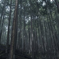 どこまでも続くような杉林の写真